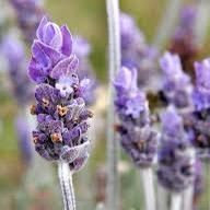 those.lavender.girls