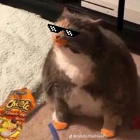 cheetocat1157