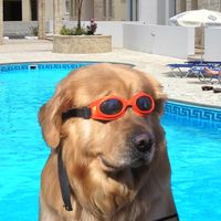 goggledog2