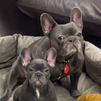 original sound - viktoriya333777