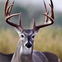 original sound - series2k26