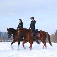 _magic.horses__