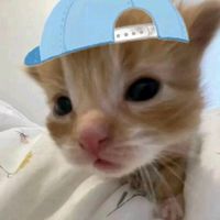 suara asli - nvlineey