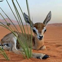 .amassakoul
