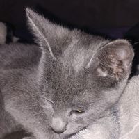 ciro_392