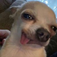 πρωτότυπος ήχος