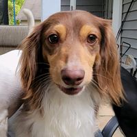 kylebot2.0