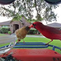 bird.buddy5