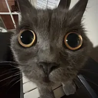 original sound - saintz.101