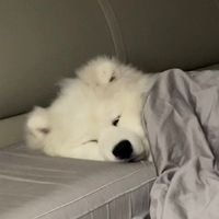 original sound - imyoursom 🐶