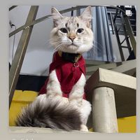 gatosfofos085