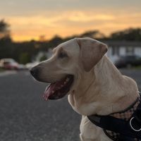 raven.the.yellow.lab