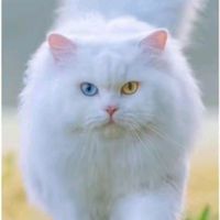 suara asli - kucinggunung7