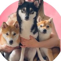 flockofshibas
