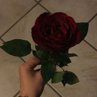 lili_musica09