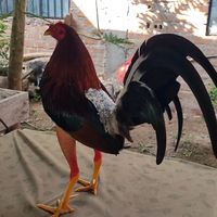 eliochirinos3