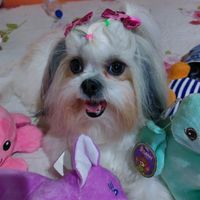 rosicms