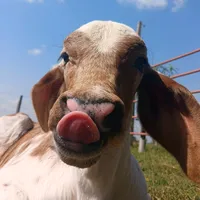 original sound - andres_parada07