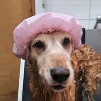 peluqueriacaninabertoni