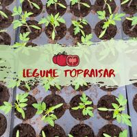 legumetopraisar