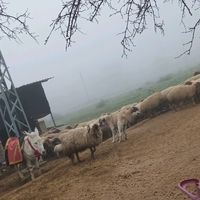 coban_koyun.sevdasi