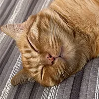 original sound - nancysanchez70350