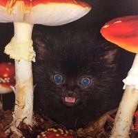 merry_fly_agaric