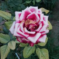 username12345_727