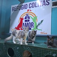 LUIS PEREDA SENADOR BY el profe luis