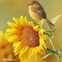 sunet original