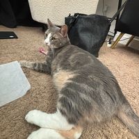 chanels.biggie.bean.acc