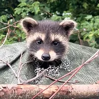 original sound - theycallmeenzo17