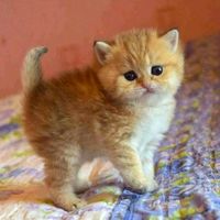 เสียงต้นฉบับ - Kob2525