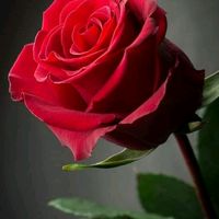 user9128506631992