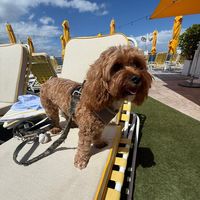 cavapoobanks