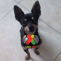 odypro_mx