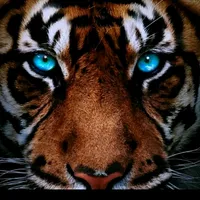 original sound - saifd545mejri