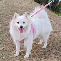 original sound - netybie