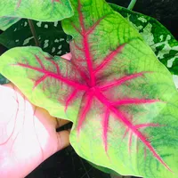 original sound - nalandanapwisha