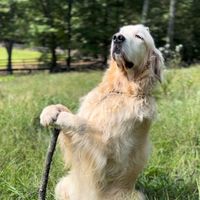 journeyofaservicedog