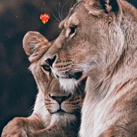 original sound - privat_private0