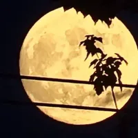 original sound - marelmusic