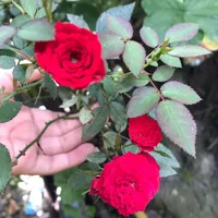 original sound - crissvasque2