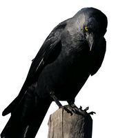 оригинальный звук