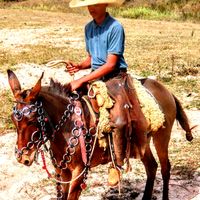 pedro78962