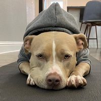 smuckersthepitbull