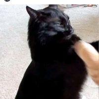 notnikkimorgan