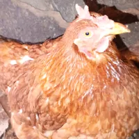 original sound - kurohkasofia