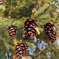 ranchitomichoacanovalis