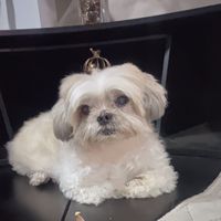queenbgkg